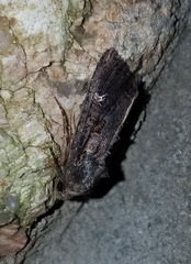 Helotropha reniformis