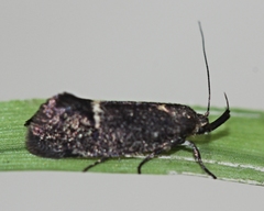 Leistomorpha brontoscopa