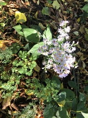 Symphyotrichum cordifolium