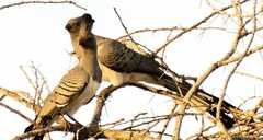Corythaixoides leucogaster