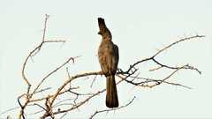Corythaixoides leucogaster