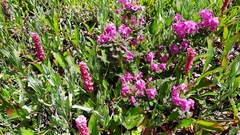Pedicularis punctata
