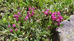 Pedicularis punctata