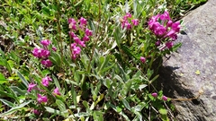 Pedicularis punctata