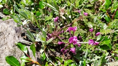 Pedicularis punctata