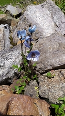 Meconopsis