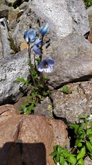 Meconopsis