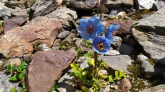 Meconopsis