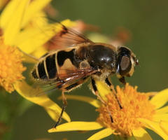 Eristalis horticola