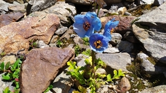 Meconopsis
