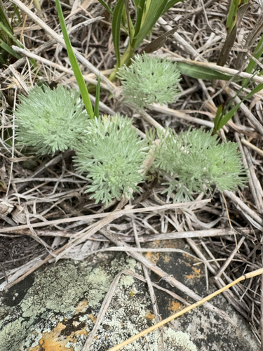 fringed sagebrush