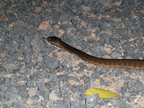 Brown Tree Snake sighting