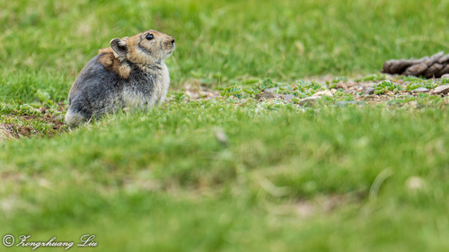 Black-lipped Pika