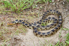 Eastern Fox Snake photo 1