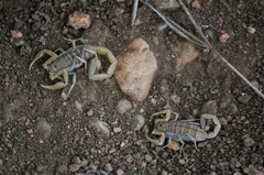 Uroplectes planimanus