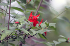 Anisacanthus