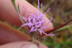 Liatris bracteata