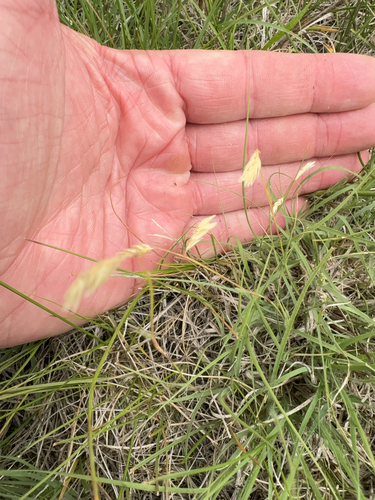 buffalograss