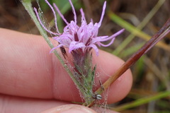Liatris bracteata