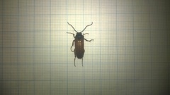 Cebrio brevicornis