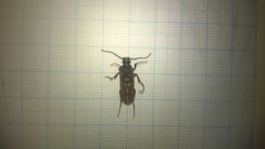 Cebrio brevicornis