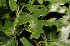 Phyllocoptes goniothorax