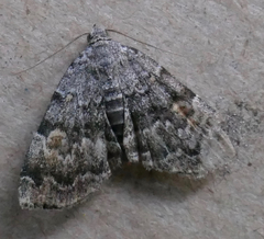 Idia americalis