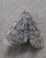 Idia aemula