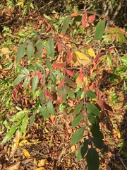 Rhus copallinum