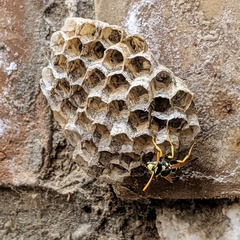 Polistes mongolicus