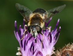 Eristalis rupium
