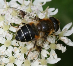 Eristalis rupium