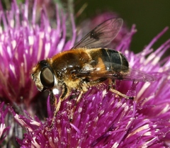Eristalis rupium