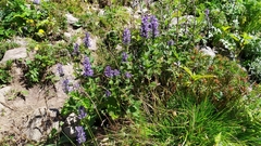 Nepeta laevigata