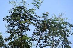 Erythrostemon mexicanus