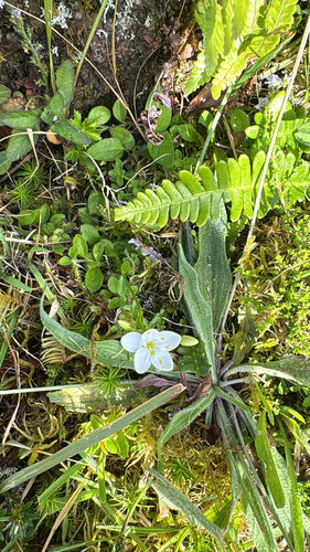 Centaurium scilloides (Centaurium scilloides)