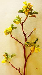 Hermannia holosericea