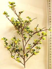 Hermannia holosericea