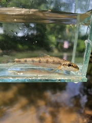 Blotched Chub photo 4