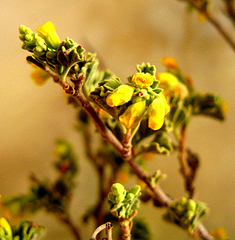 Hermannia holosericea
