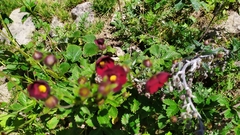 Potentilla atrosanguinea