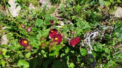 Potentilla atrosanguinea