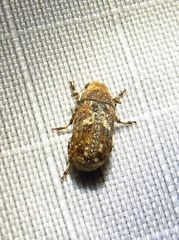 Euparius