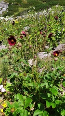 Potentilla atrosanguinea