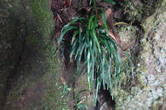 Haplopteris anguste-elongata