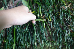 Haplopteris anguste-elongata