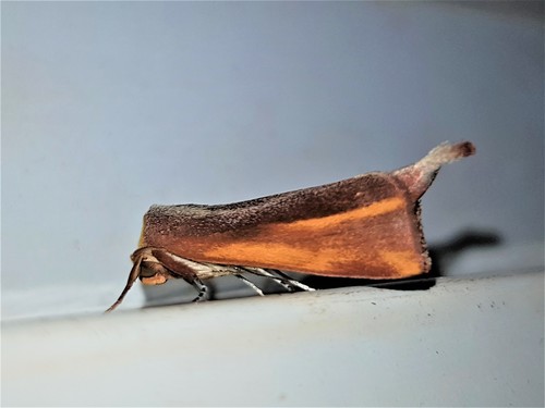 Marthula ochreata