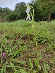 Habenaria longicorniculata