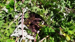 Dolomiaea macrocephala