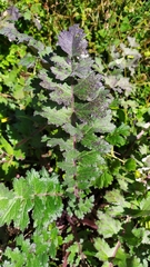 Dolomiaea macrocephala